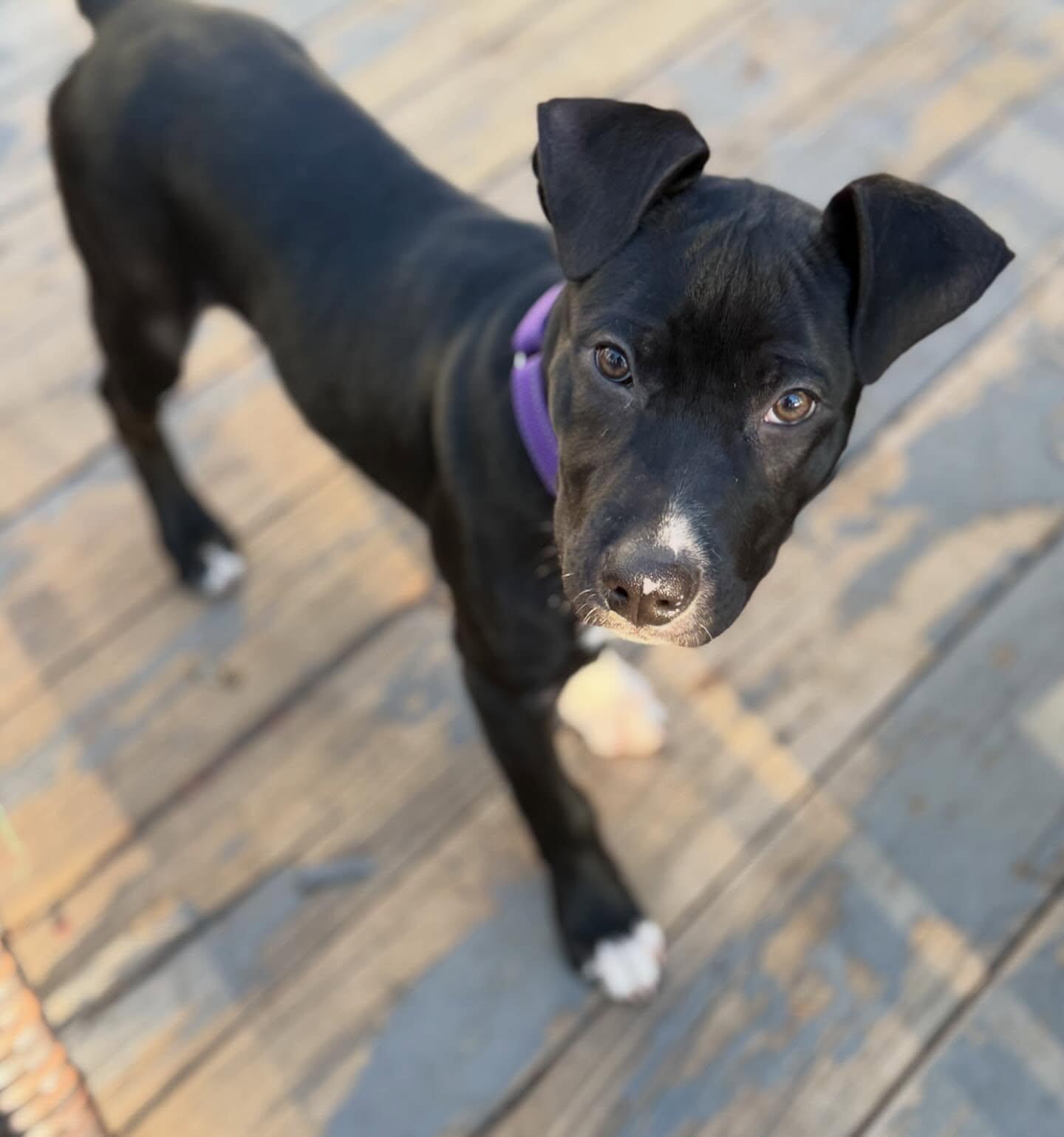 Enlarge Blossom, a Adoptable mixed breed in Hewitt, NJ image 2/2