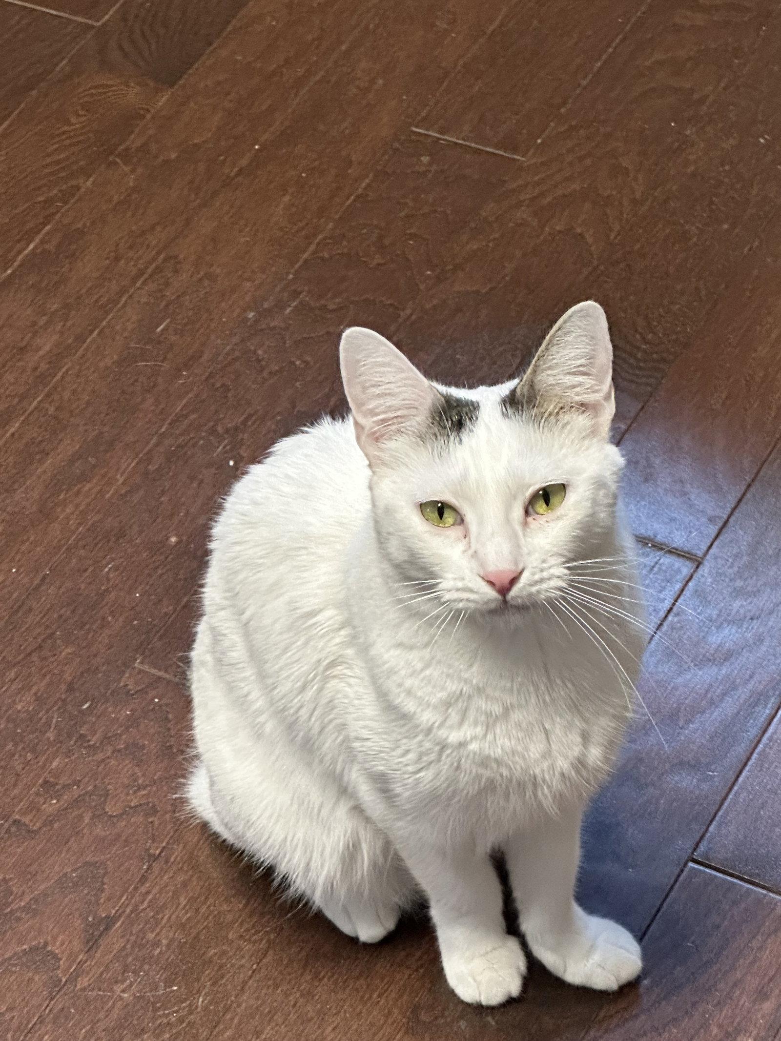 Cats & Kittens for Adoption in Grandy, NC | Petfinder