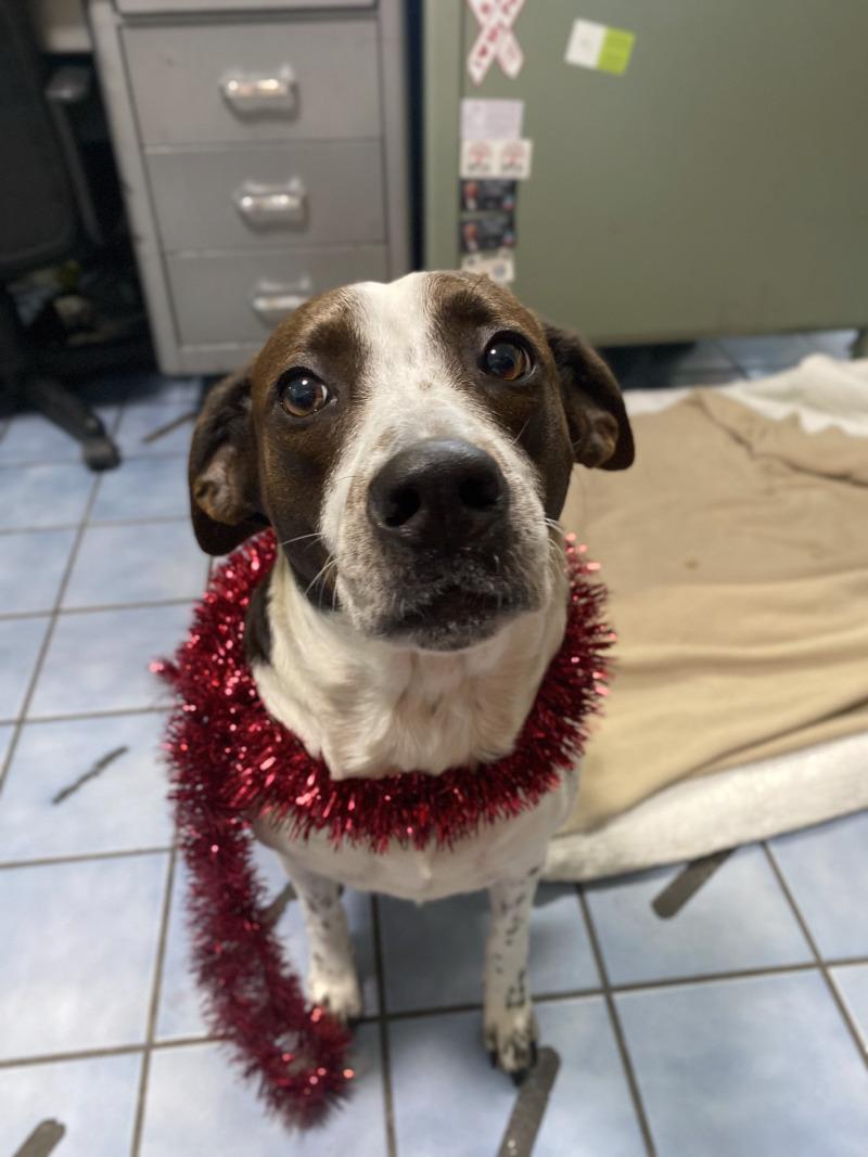 Enlarge Penelope, a Adoptable mixed breed in Cortland, NY image 3/6