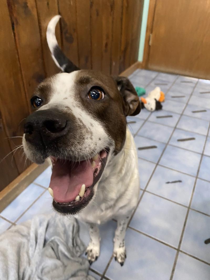 Enlarge Penelope, a Adoptable mixed breed in Cortland, NY image 4/6