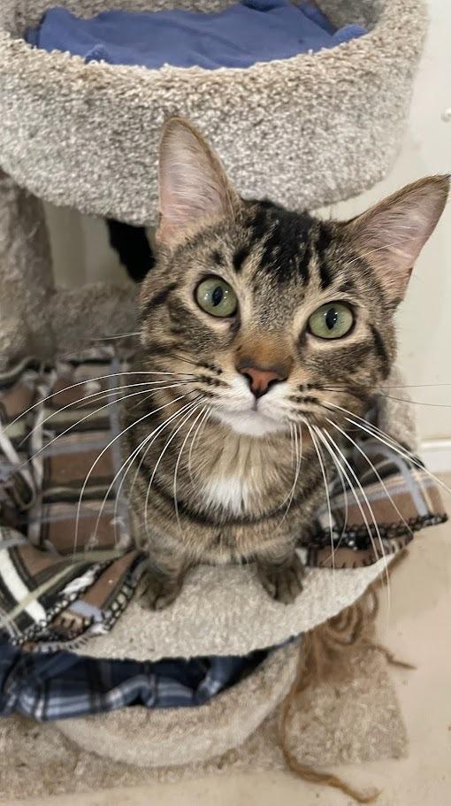 Finnegan, Adoptable, Young Male Domestic Short Hair.