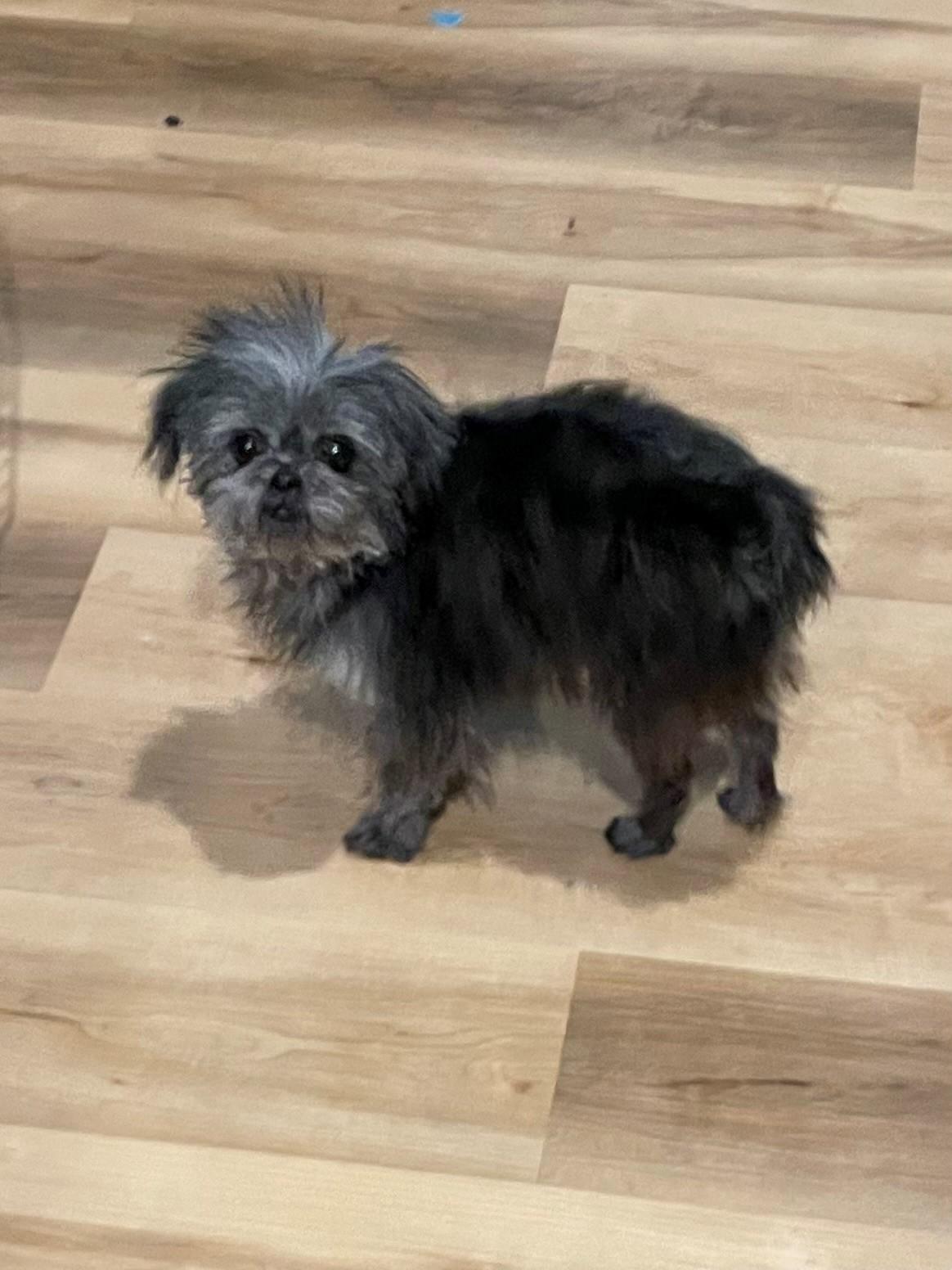 Enlarge Eleanor, a ADOPTABLE mixed breed in Minneapolis, MN image 3/5