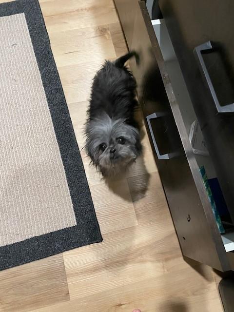 Enlarge Eleanor, a ADOPTABLE mixed breed in Minneapolis, MN image 4/5