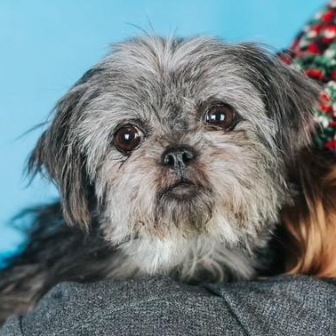 Eleanor, ADOPTABLE, Adult Female Affenpinscher & Mixed Breed.