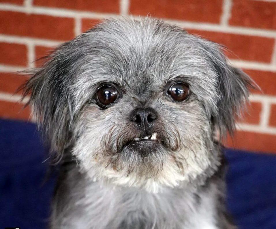 Eleanor, ADOPTABLE, Adult Female Affenpinscher & Mixed Breed.