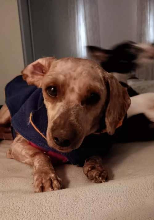 Neville, a ADOPTABLE mixed breed in North Olmsted, OH image 3/4