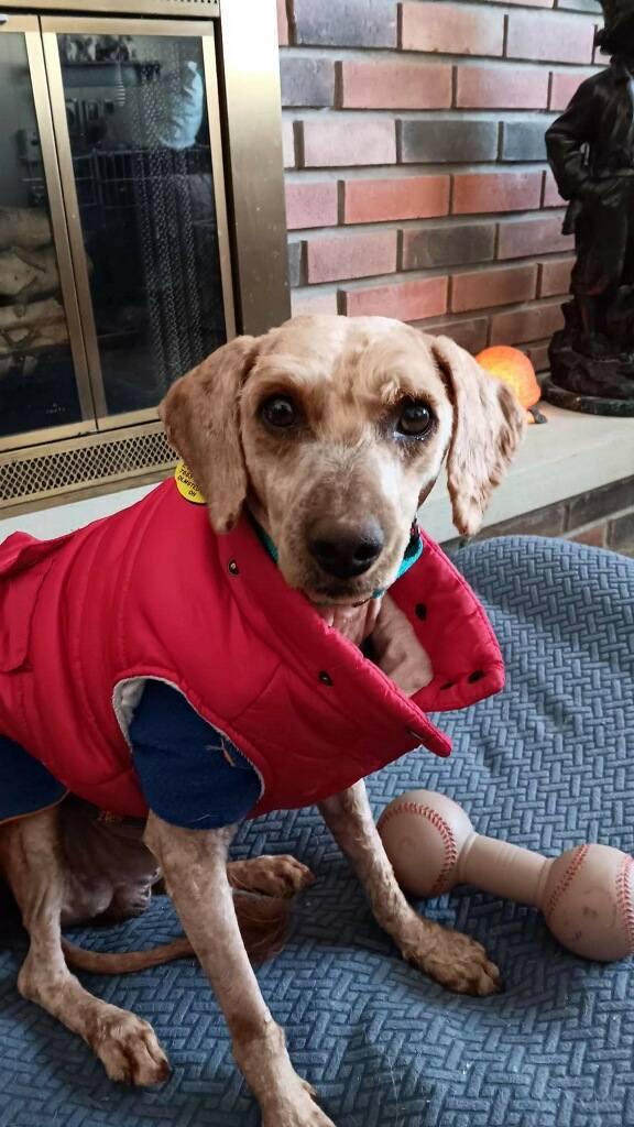 Neville, ADOPTABLE, Young Male Poodle & Miniature Poodle.