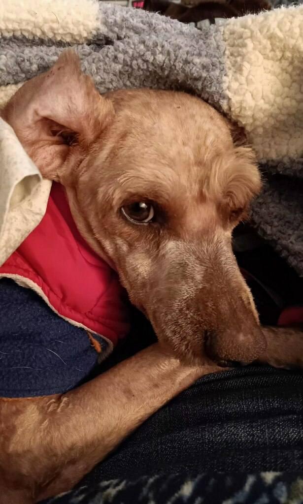 Neville, a ADOPTABLE mixed breed in North Olmsted, OH image 2/4