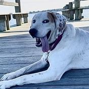 Enlarge Roland - Fee Sponsored in Full, a Adoptable mixed breed in Alexandria, VA image 1/6