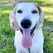 Enlarge Roland - Fee Sponsored in Full, a Adoptable mixed breed in Alexandria, VA image 6/6