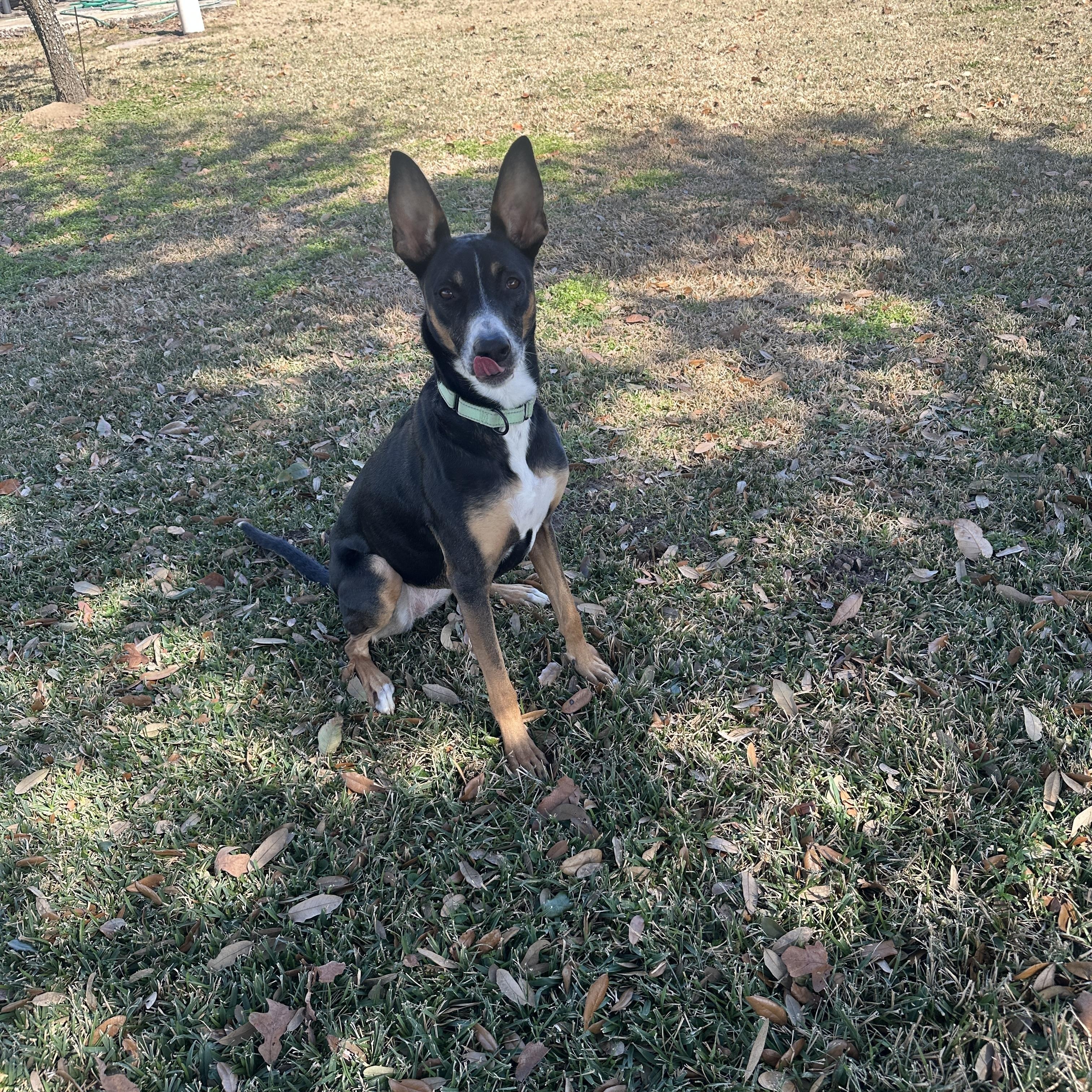 RILEY (Loyal, Loving, Great Inside Manners, Loves Playing Ball)