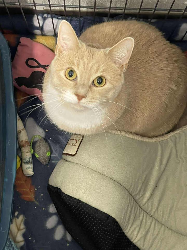 Applejack, ADOPTABLE, Adult Female Domestic Short Hair.