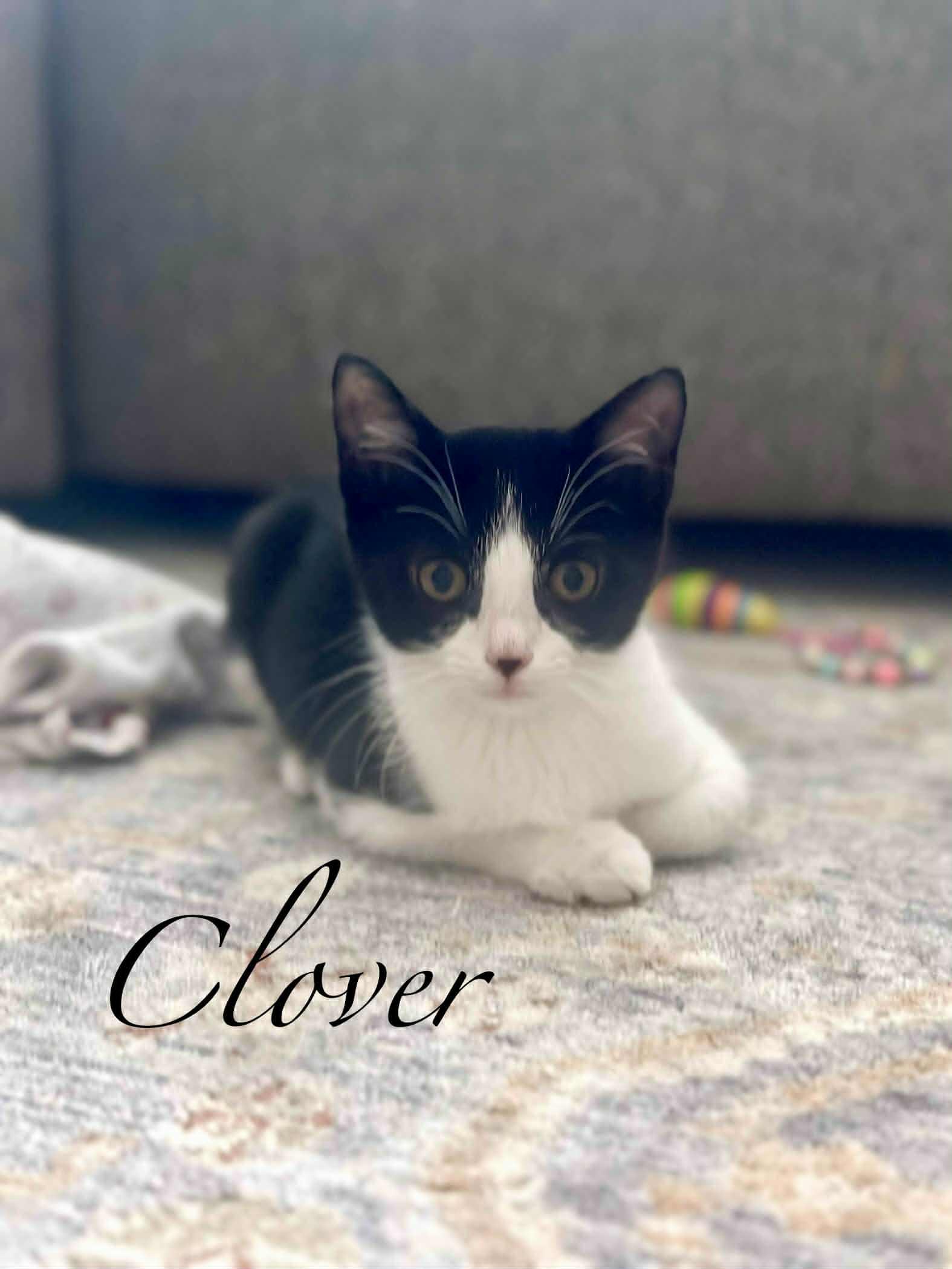 Clover, Young Female unknown
