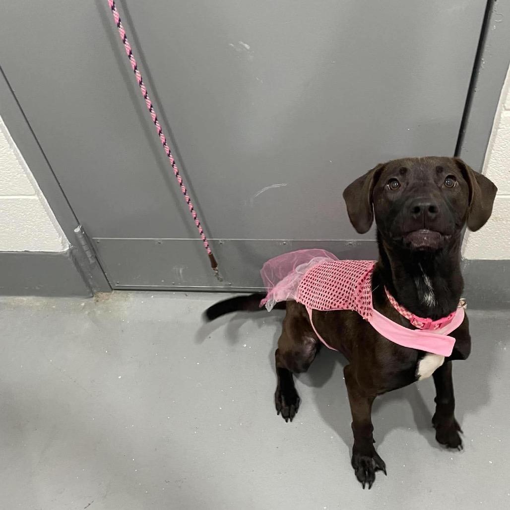 Piper, Adoptable, Young Female Mixed Breed.