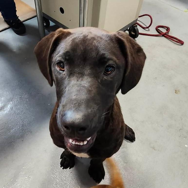 Enlarge Piper, a Adoptable Mixed Breed in Beckley, WV image 2/2