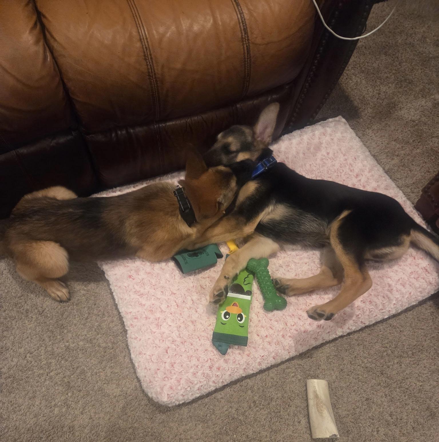 Johnny, a Adoptable mixed breed in Jefferson City, MO image 3/5