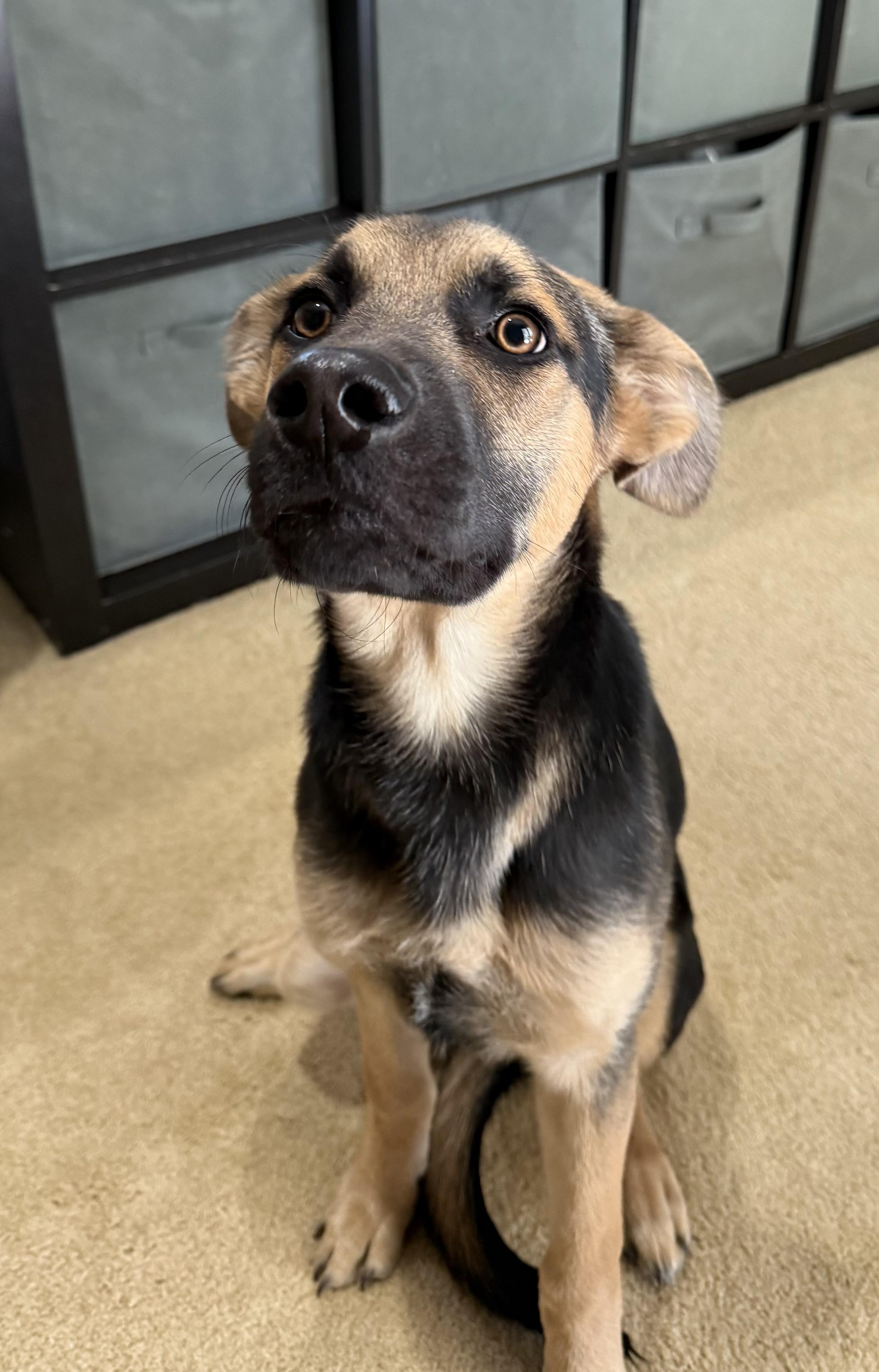 Johnny, a Adoptable mixed breed in Jefferson City, MO image 5/6
