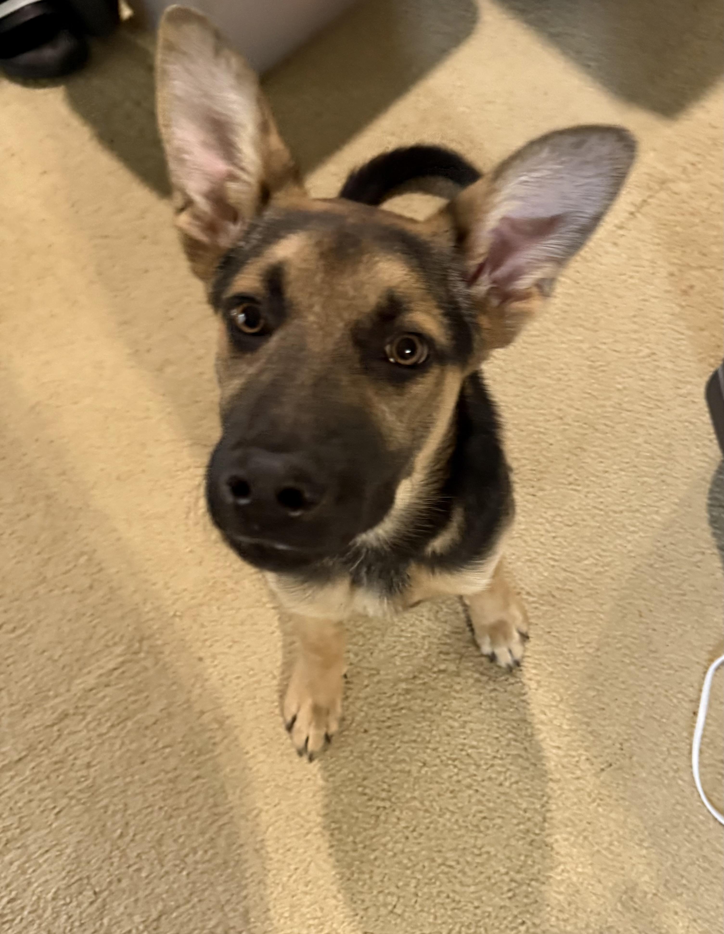 Johnny, Adoptable, Puppy Male German Shepherd Dog & Belgian Shepherd / Malinois.