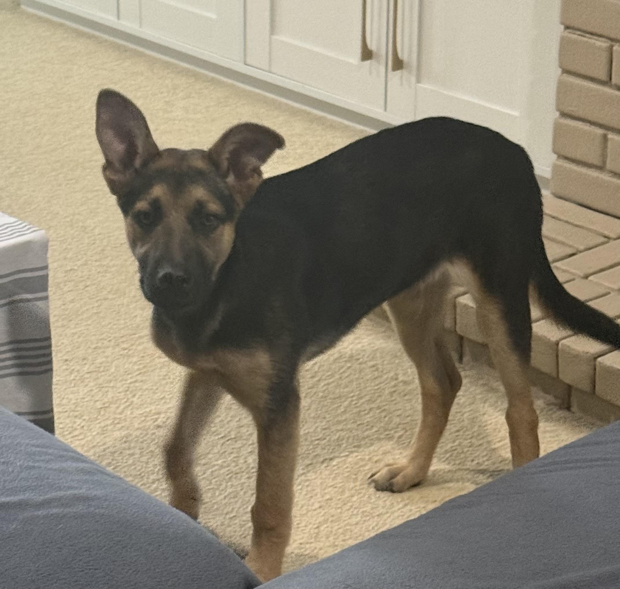 Johnny, a Adoptable mixed breed in Jefferson City, MO image 6/6
