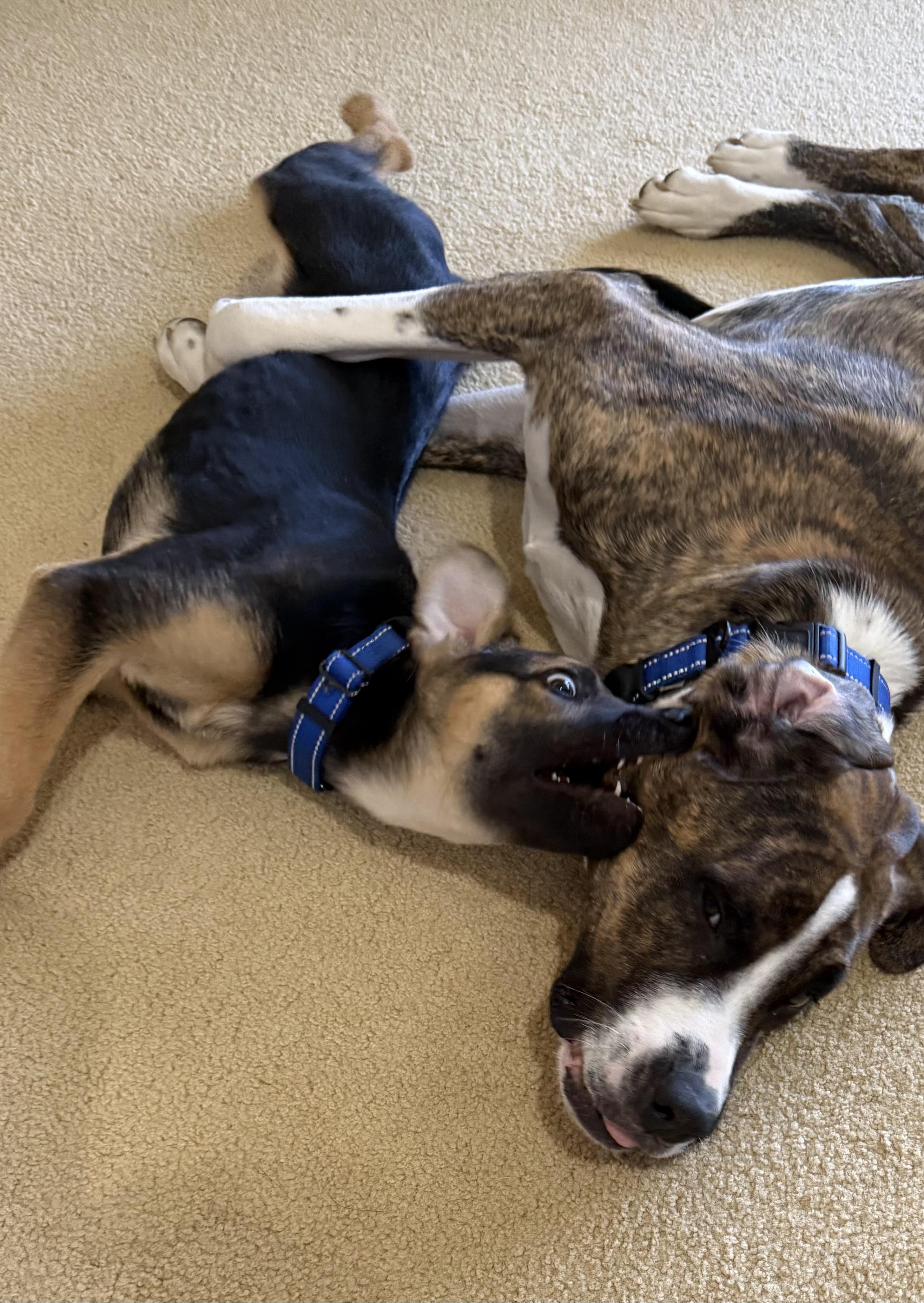 Johnny, a Adoptable mixed breed in Jefferson City, MO image 4/5