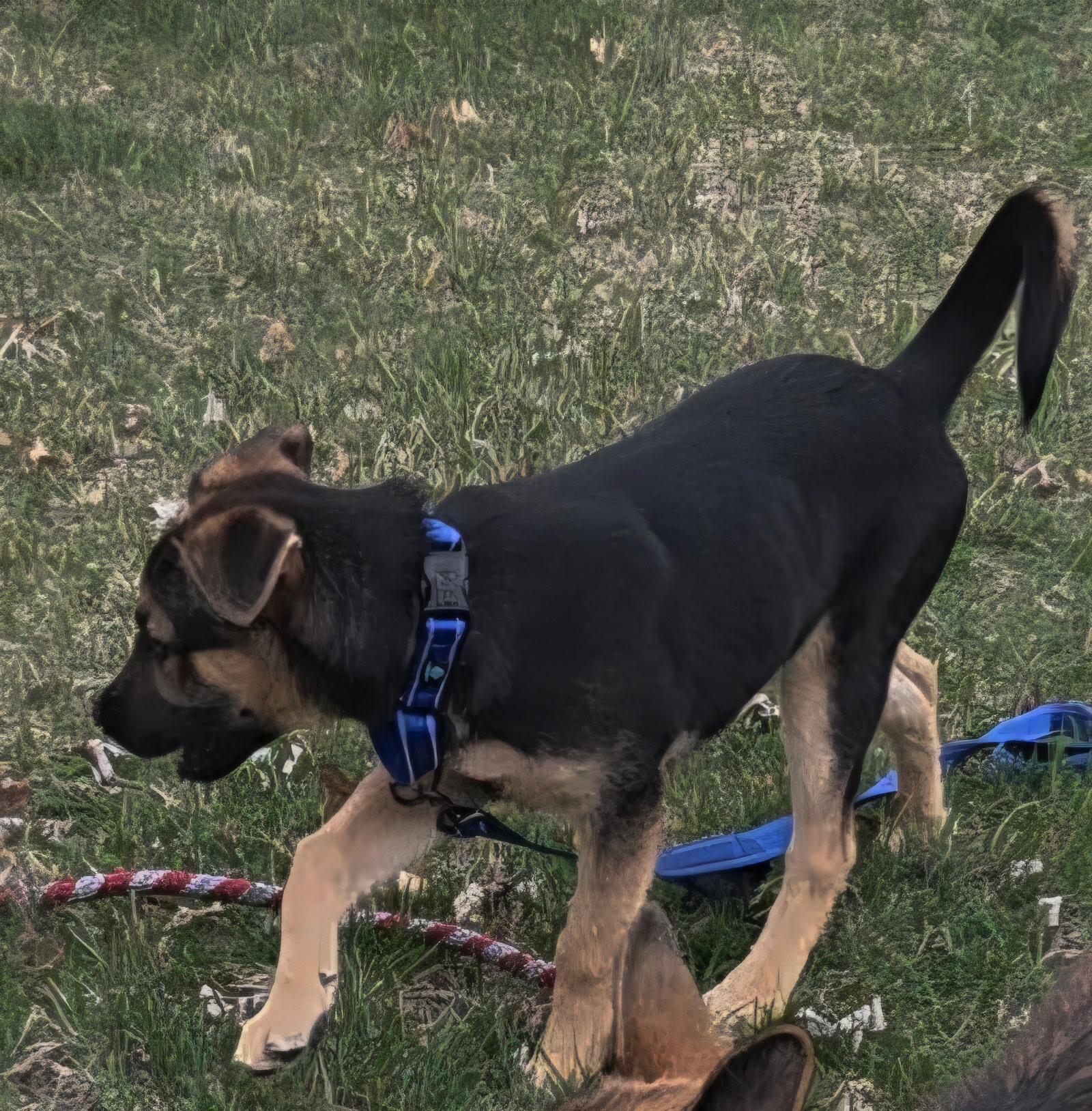 Johnny, Adoptable, Puppy Male German Shepherd Dog & Belgian Shepherd / Malinois.