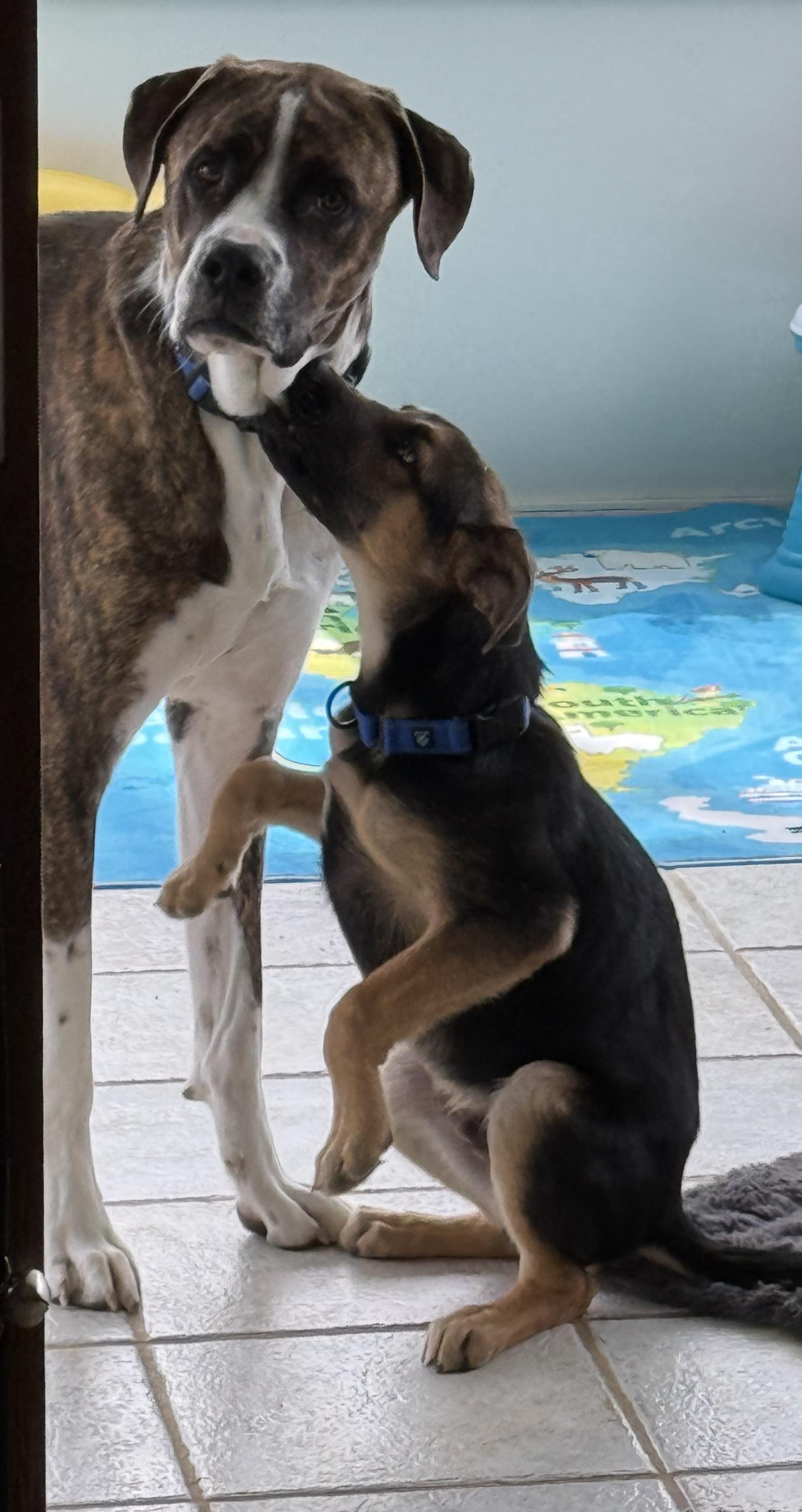 Johnny, a Adoptable mixed breed in Jefferson City, MO image 5/5