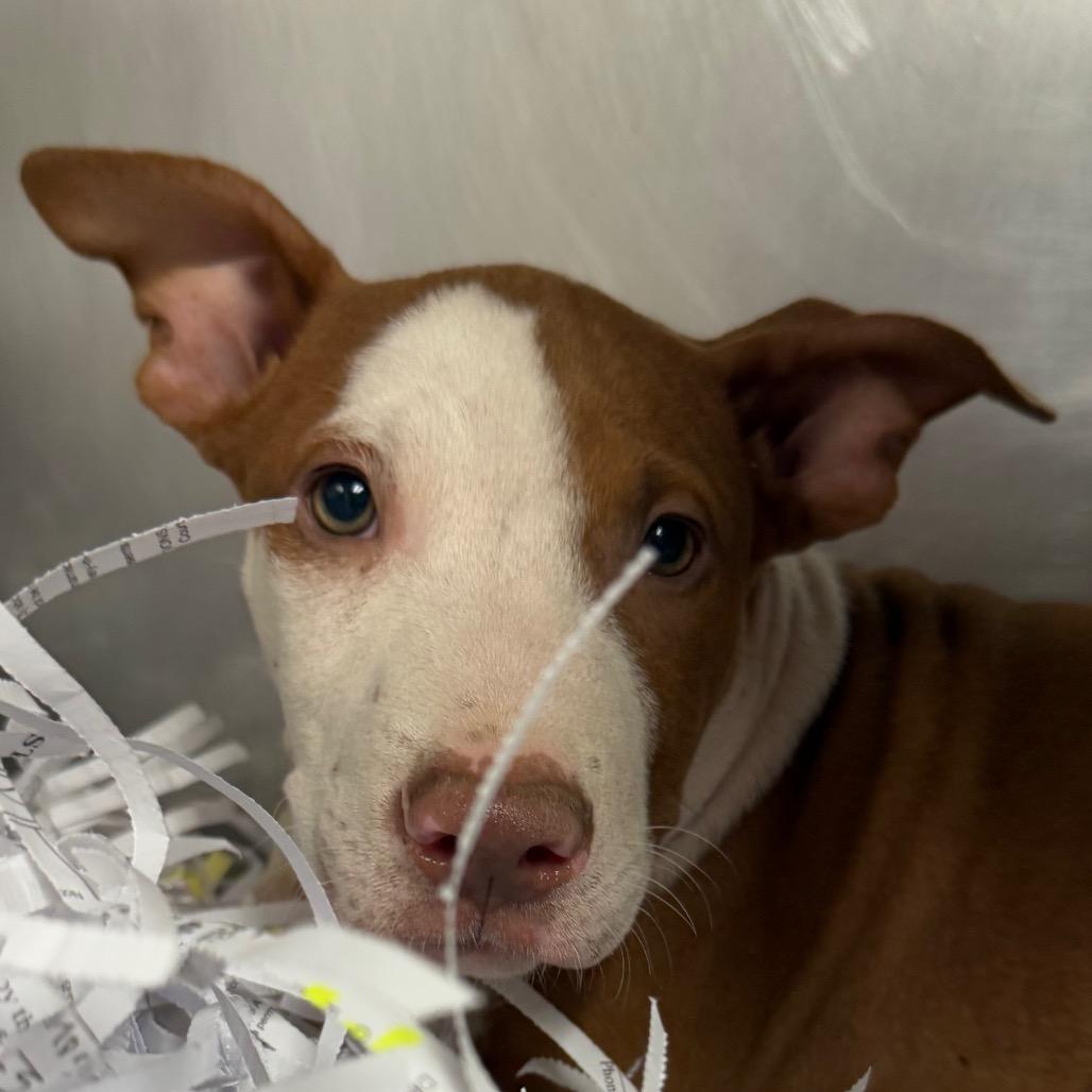 Cannoli, Adoptable, Young Male Coonhound.