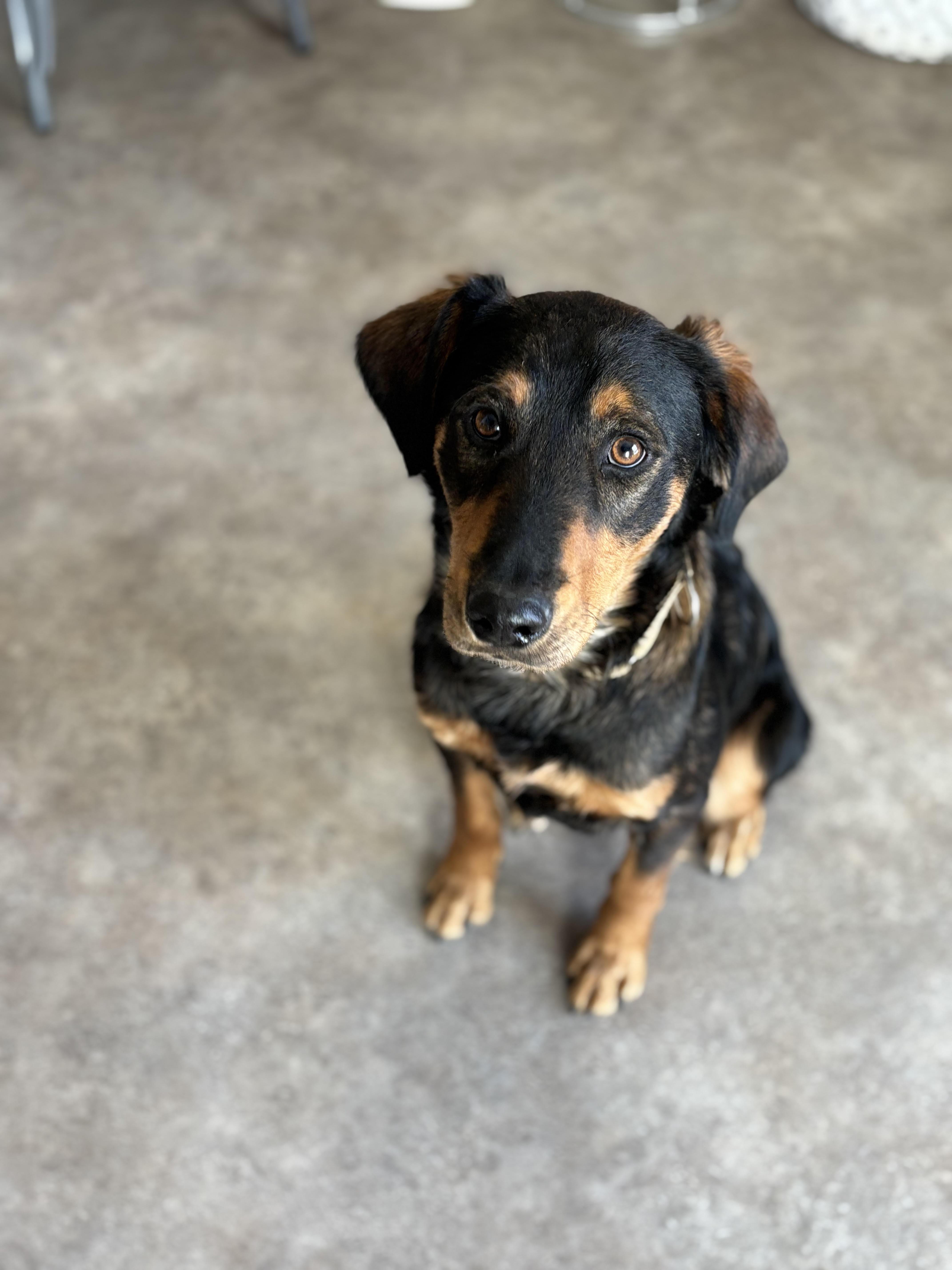 Enlarge Summit, a ADOPTABLE Mixed Breed in Rock Springs, WY image 1/1