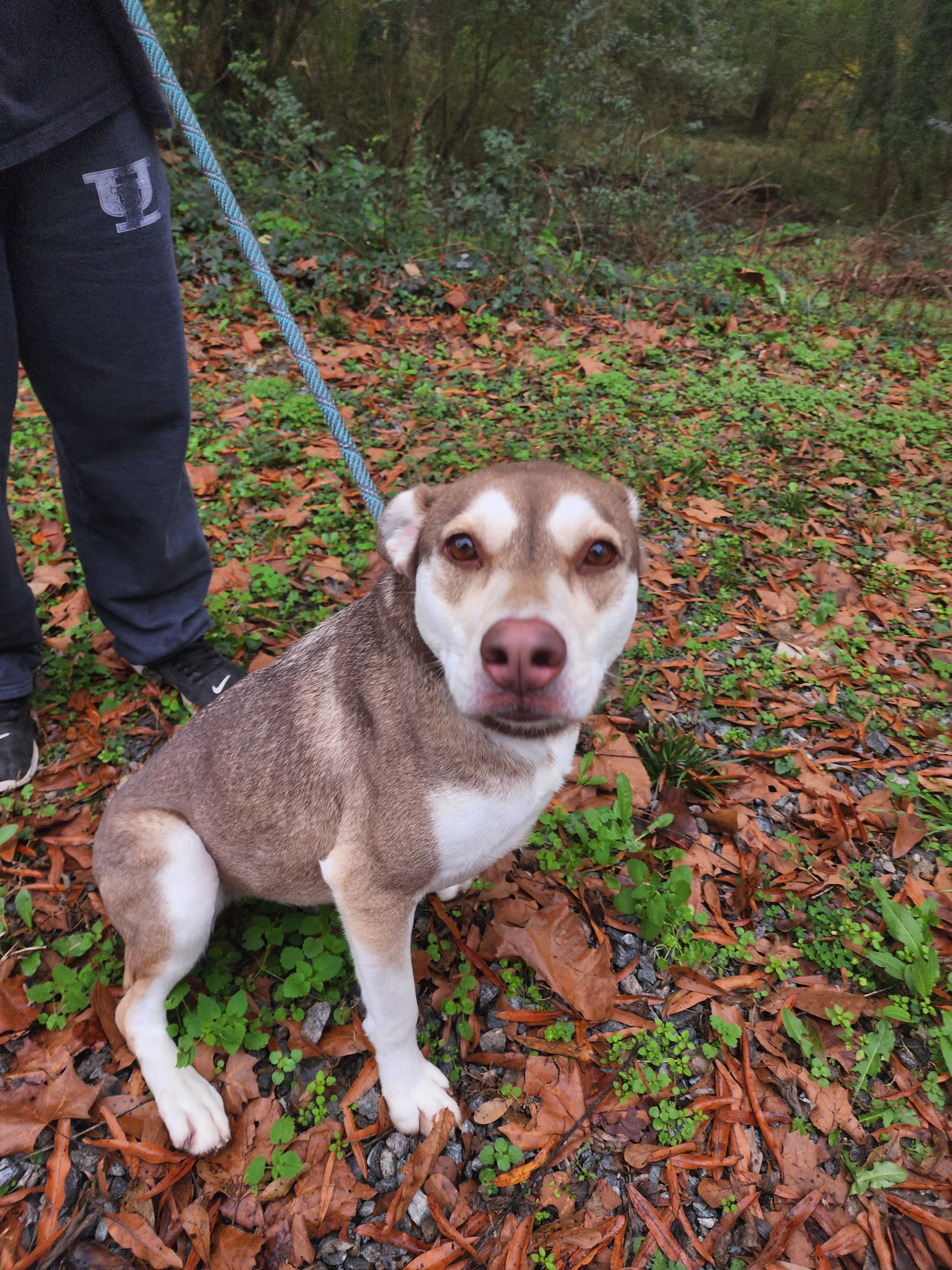 Belle, a Adoptable mixed breed in Milledgeville, GA image 1/12