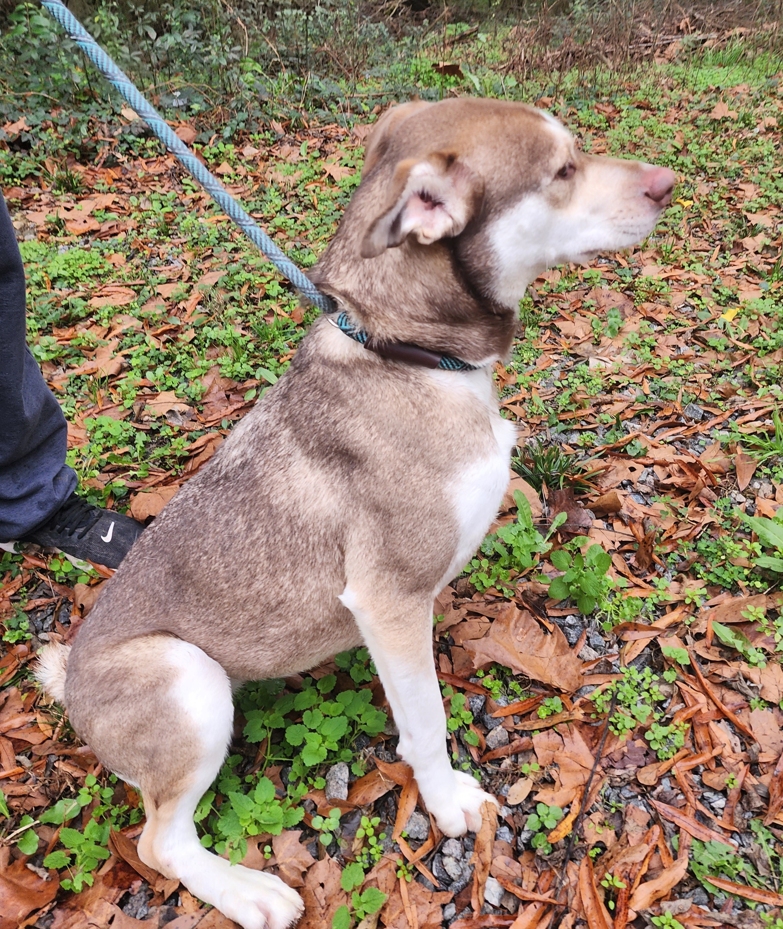 Belle, a Adoptable mixed breed in Milledgeville, GA image 3/12