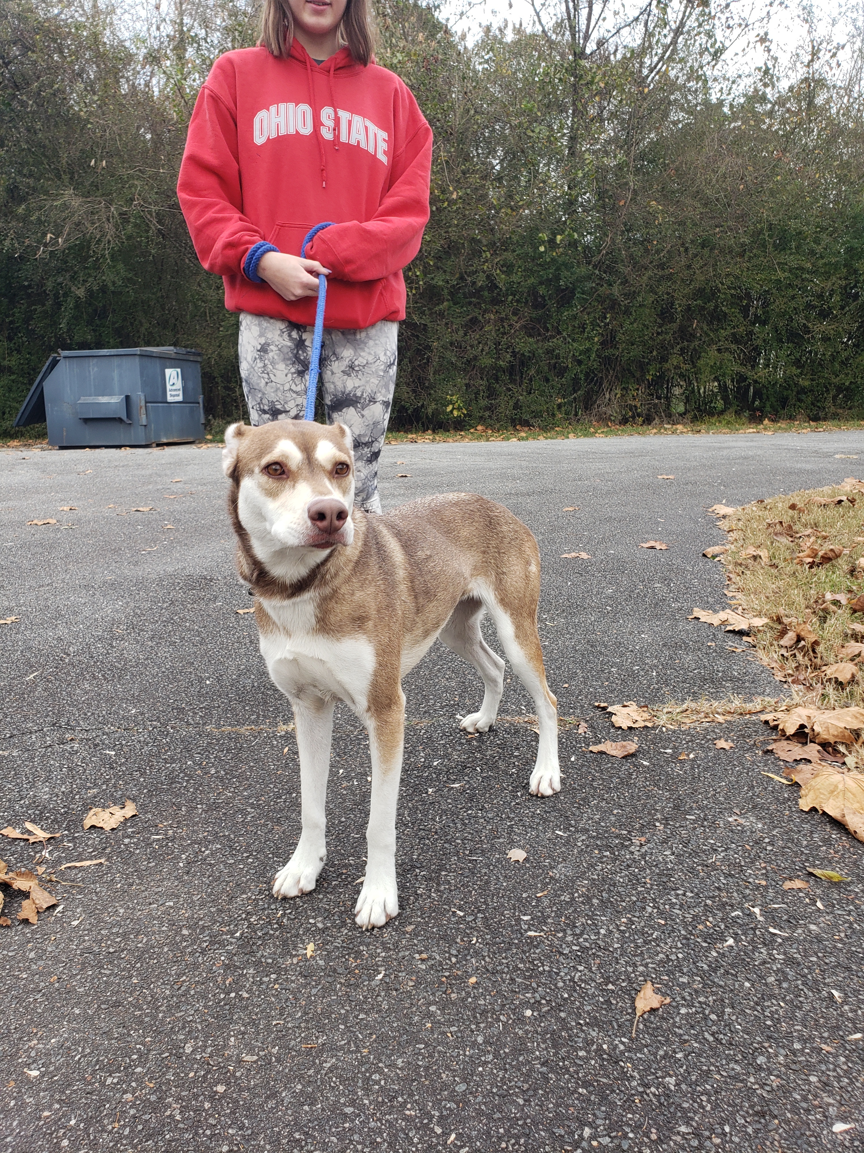 Belle, a Adoptable mixed breed in Milledgeville, GA image 6/12