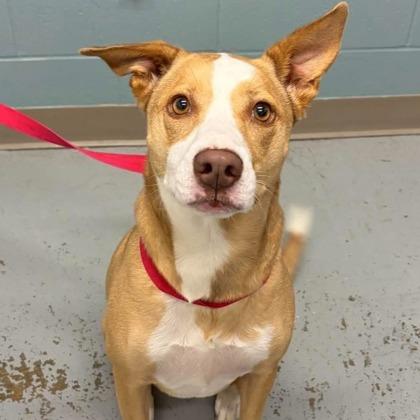 Enlarge Bella, a Adoptable mixed breed in Kansas City, MO image 1/1
