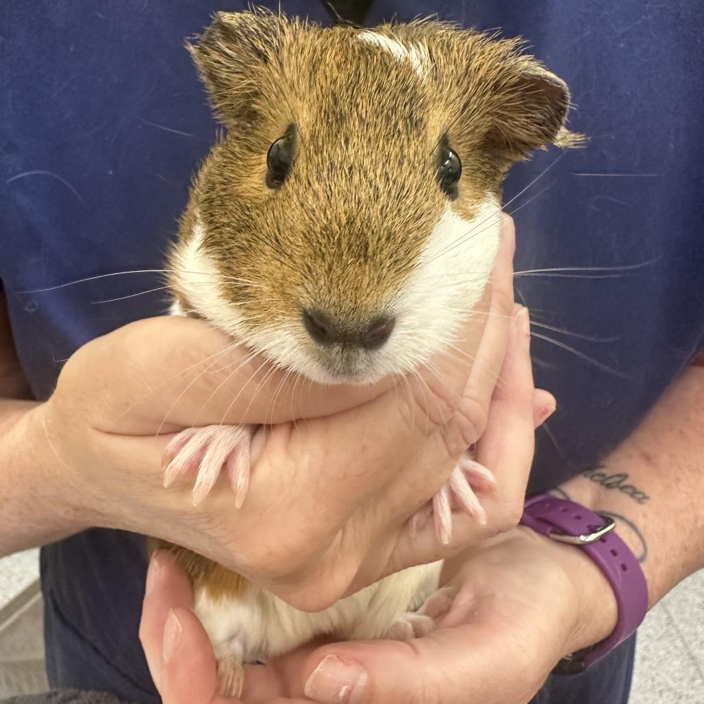 Bumble, Adoptable, Young Female Guinea Pig.