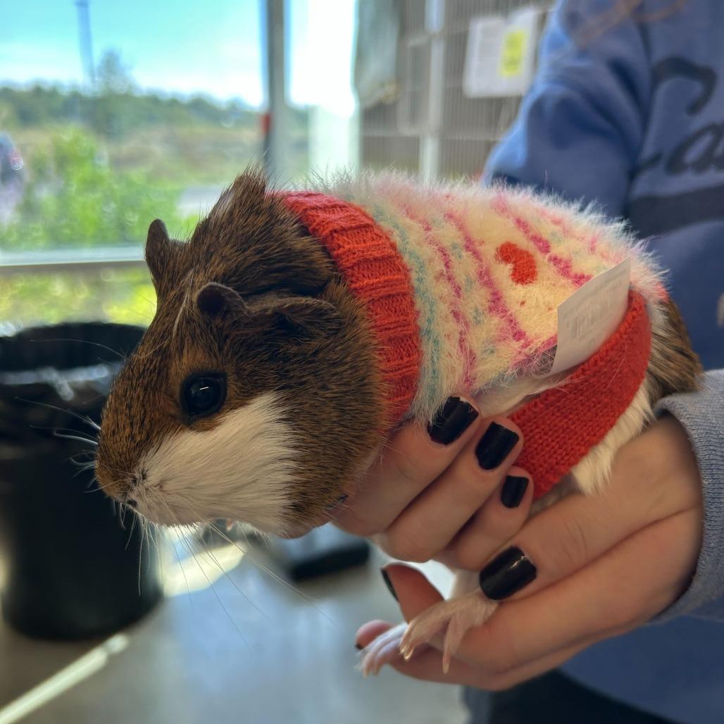 Bumble, Adoptable, Young Female Guinea Pig.
