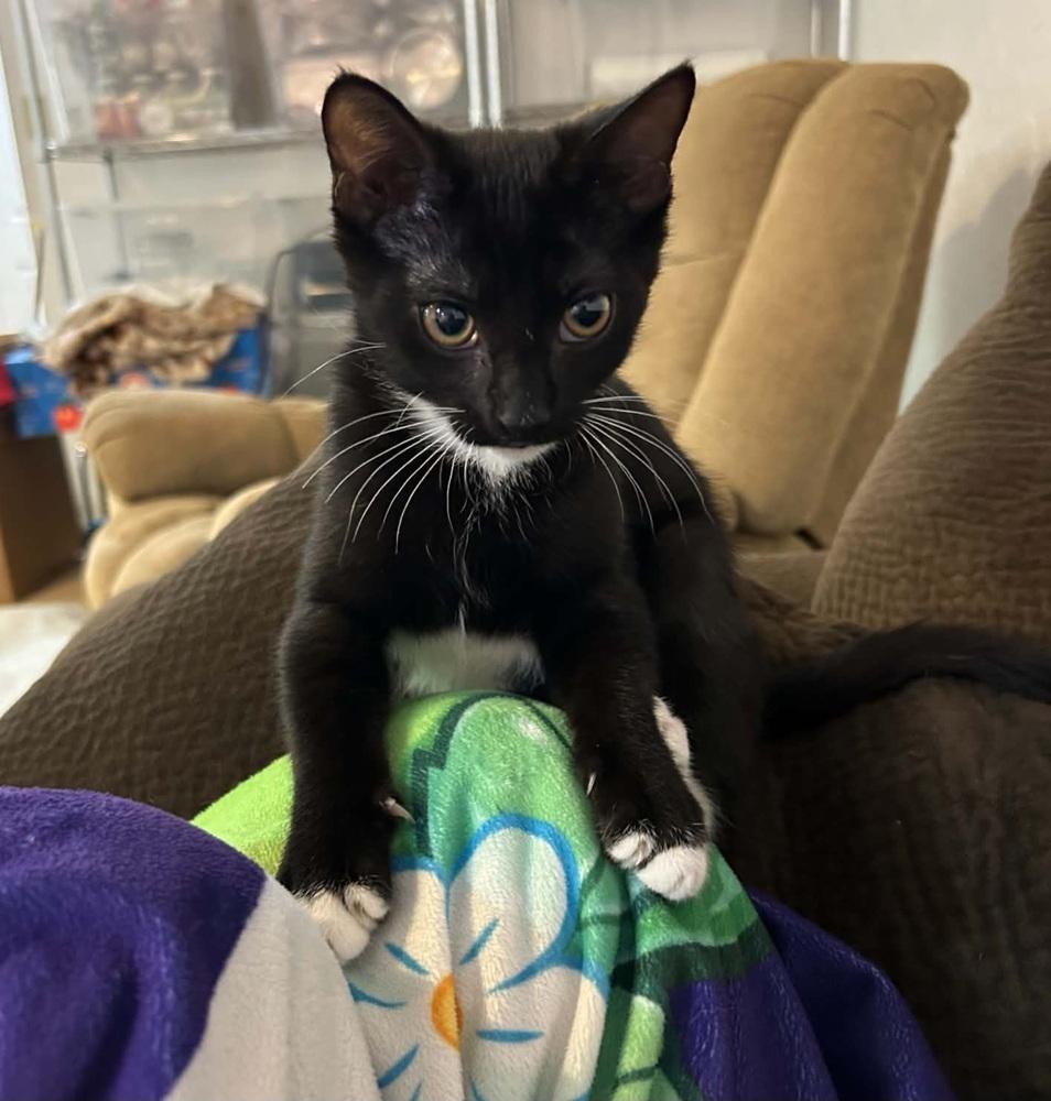 Bonnie, Adoptable, Kitten Female Domestic Short Hair.