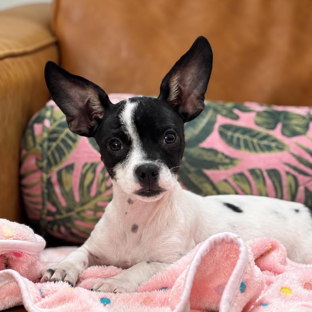 Enlarge Rocky, a Adoptable mixed breed in Houston, TX image 2/4