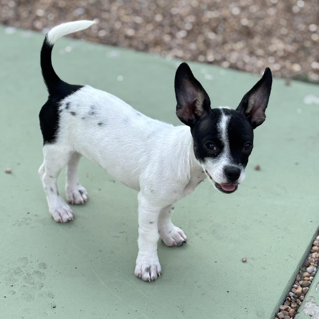 Enlarge Rocky, a Adoptable mixed breed in Houston, TX image 3/4