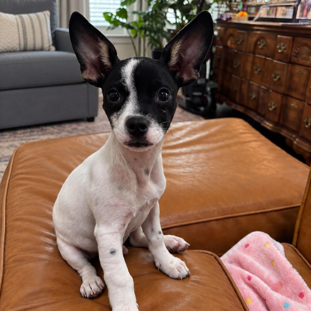 Enlarge Rocky, a Adoptable mixed breed in Houston, TX image 4/4