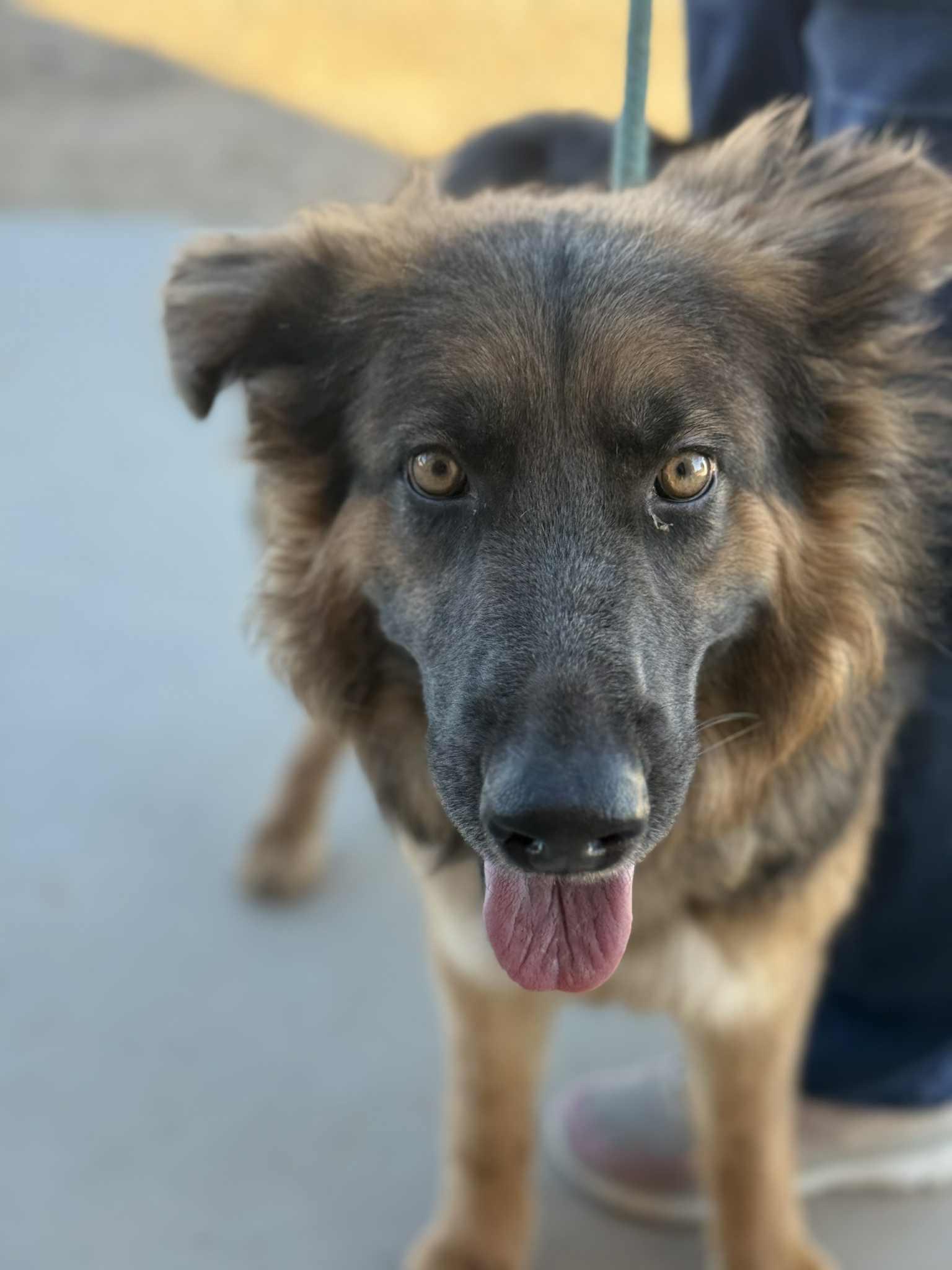 Enlarge Rain, an adopted mixed breed in Glendale, AZ image 1/5