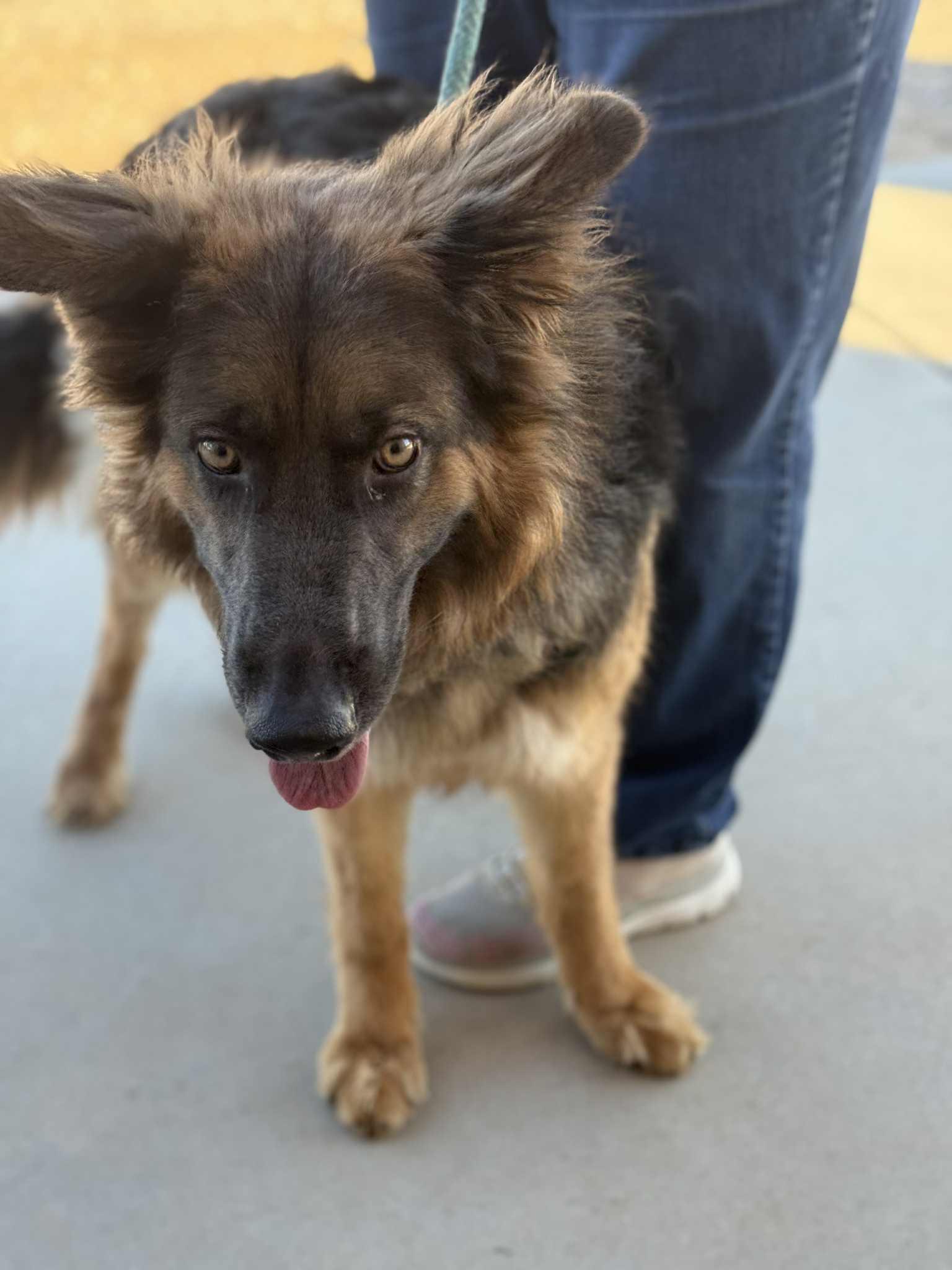 Enlarge Rain, an adopted mixed breed in Glendale, AZ image 2/5