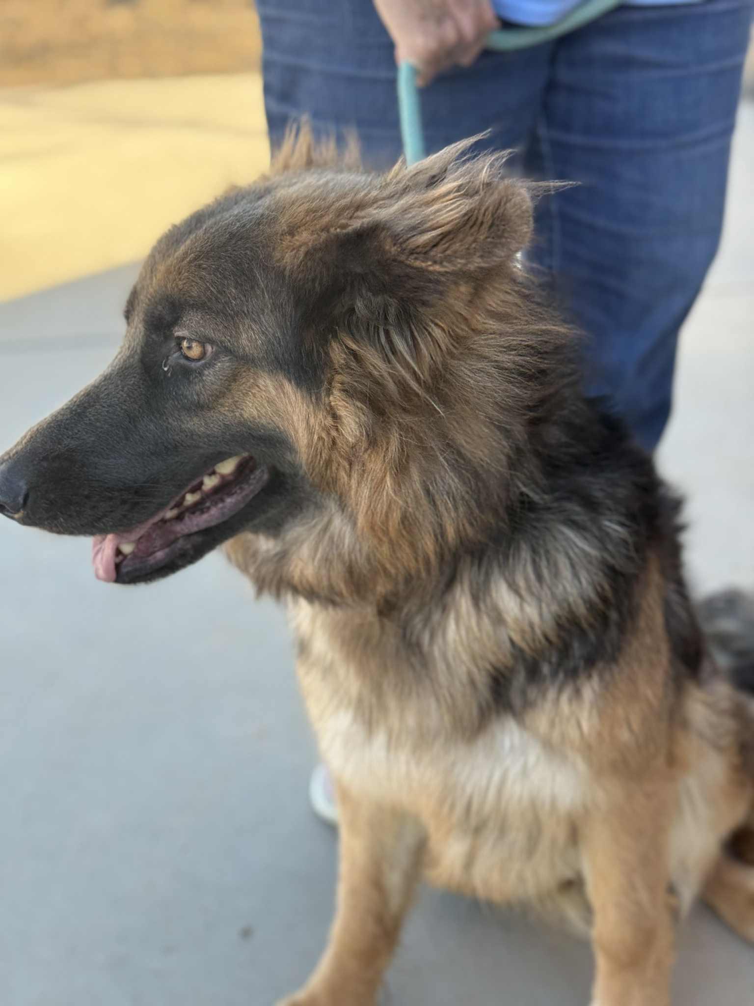 Enlarge Rain, an adopted mixed breed in Glendale, AZ image 3/5