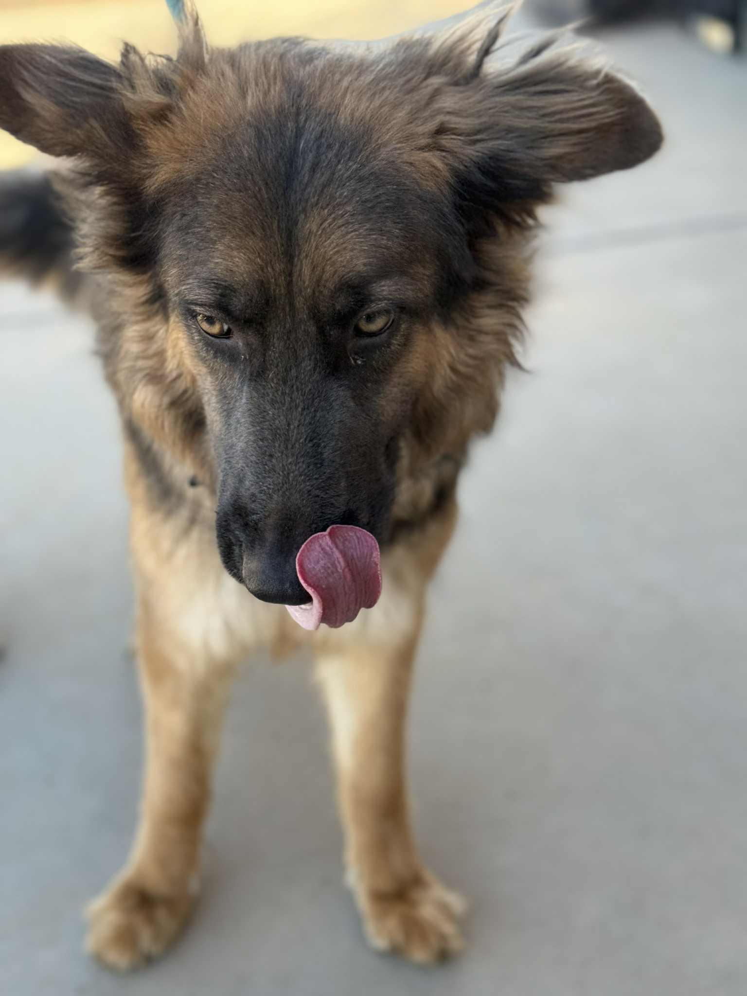 Enlarge Rain, an adopted mixed breed in Glendale, AZ image 4/5