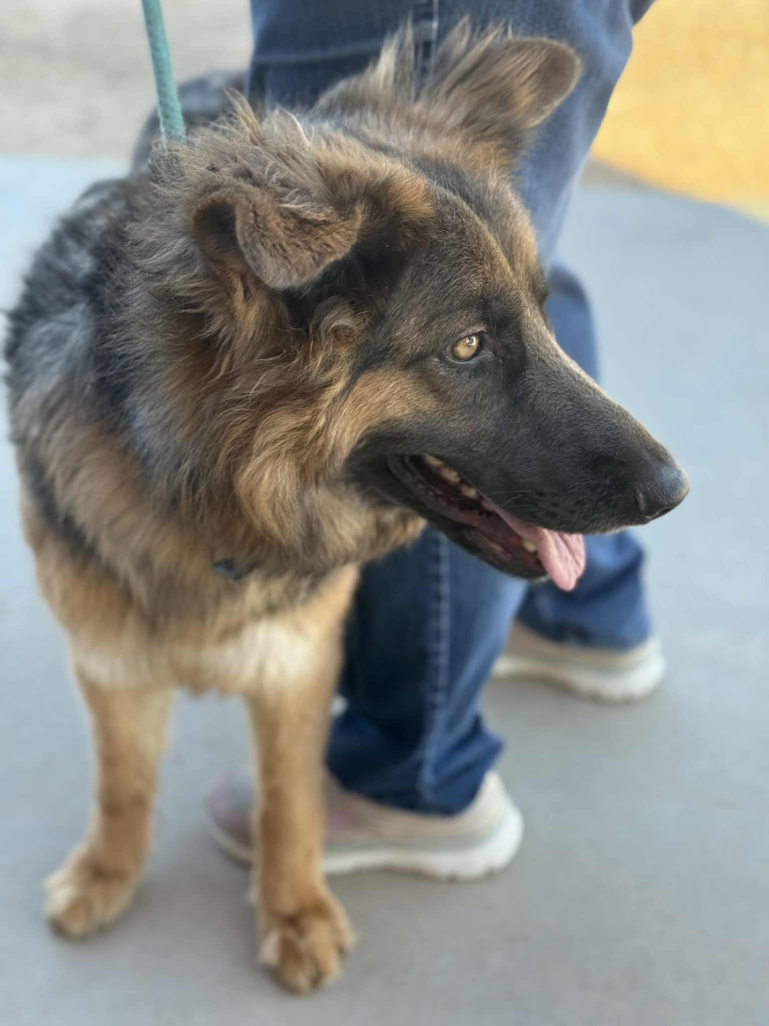 Enlarge Rain, an adopted mixed breed in Glendale, AZ image 5/5