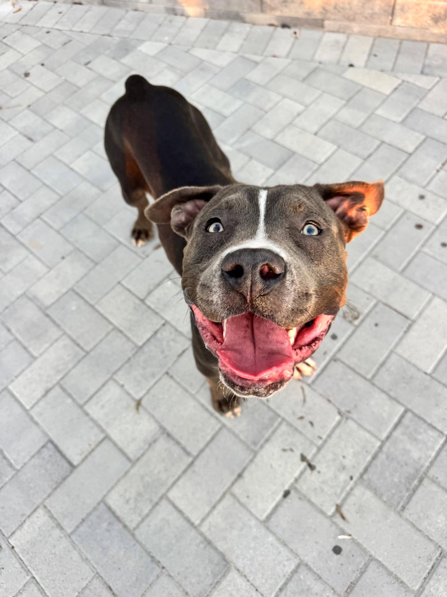 Manchego AKA Manny, Adoptable, Adult Male American Staffordshire Terrier.