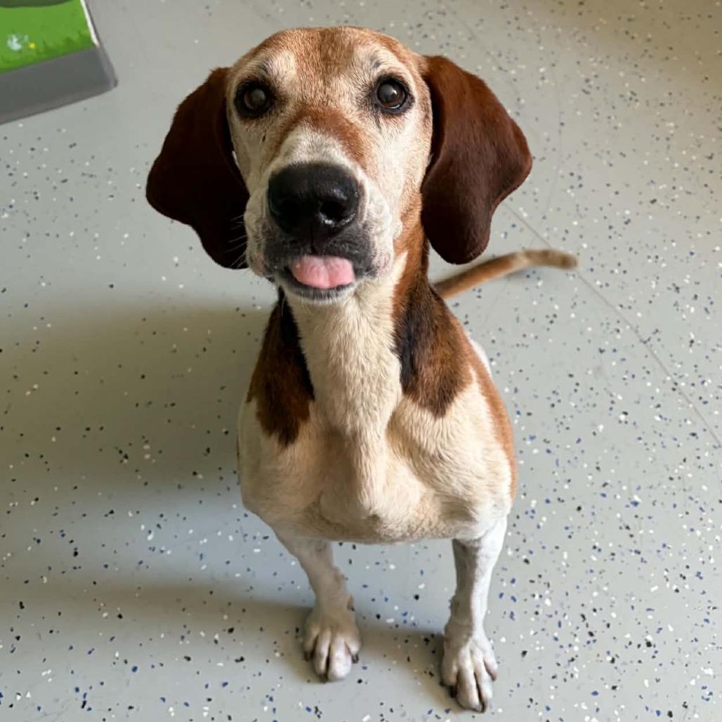 Enlarge Bub, a Adoptable Treeing Walker Coonhound in Marion, VA image 1/1