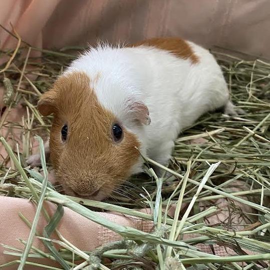 Aftershock, Adoptable, Adult Male Guinea Pig.