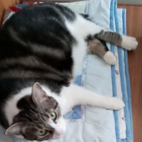 Enlarge Apache, a Adoptable mixed breed in Laurelville, OH image 1/4