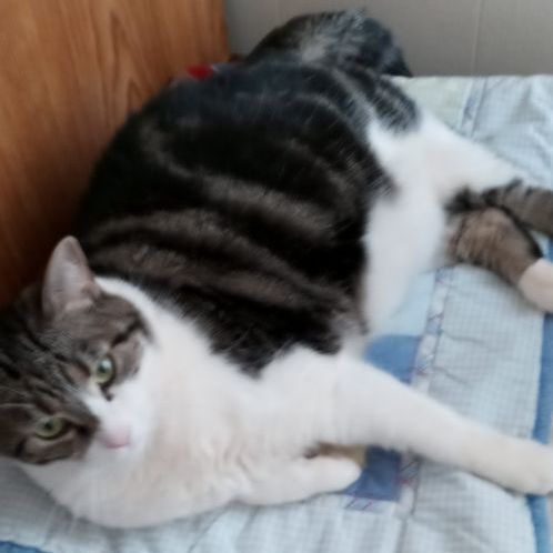 Enlarge Apache, a Adoptable mixed breed in Laurelville, OH image 2/4