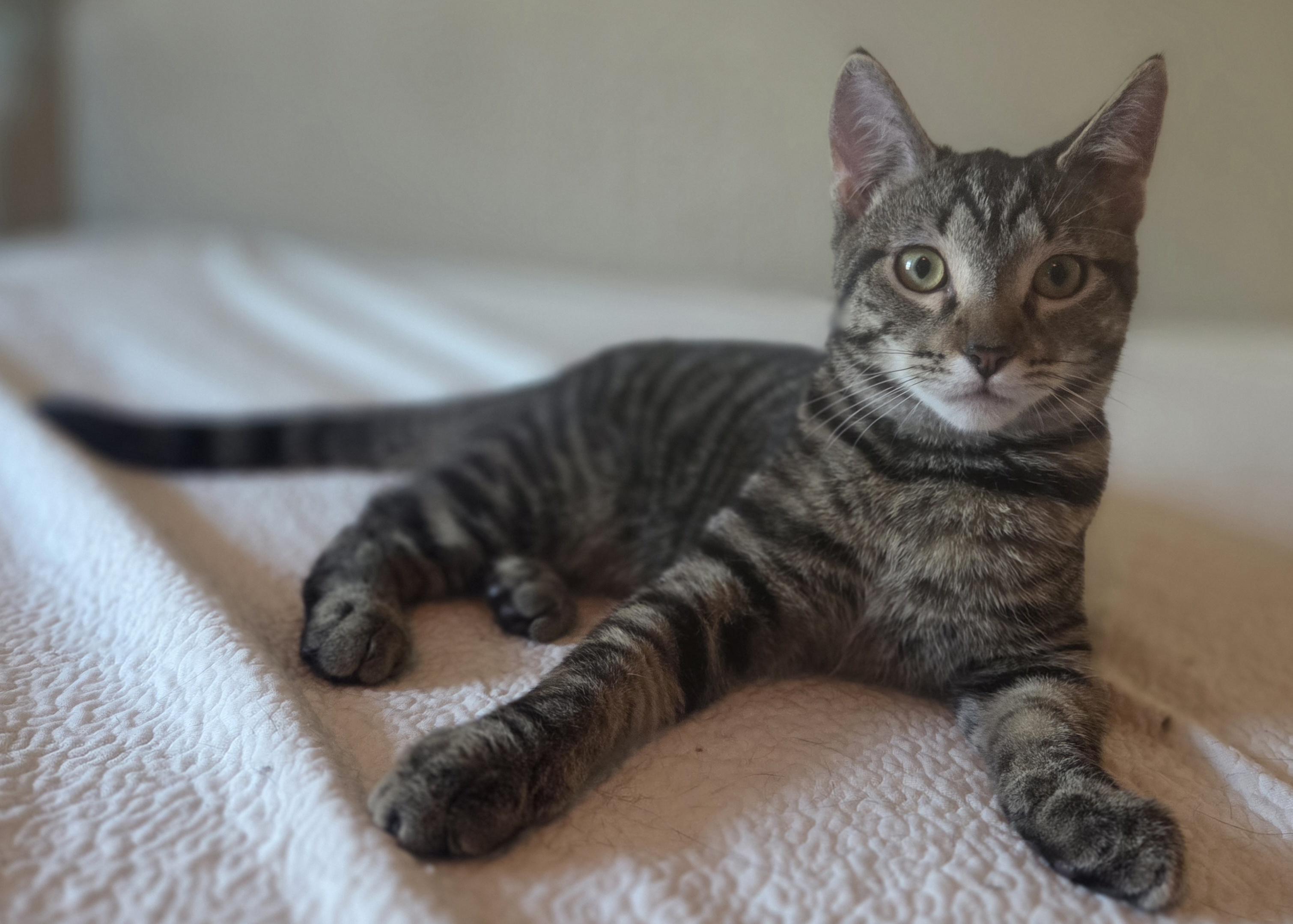 Cap’n Crunch, Adoptable, Kitten Male Domestic Short Hair.