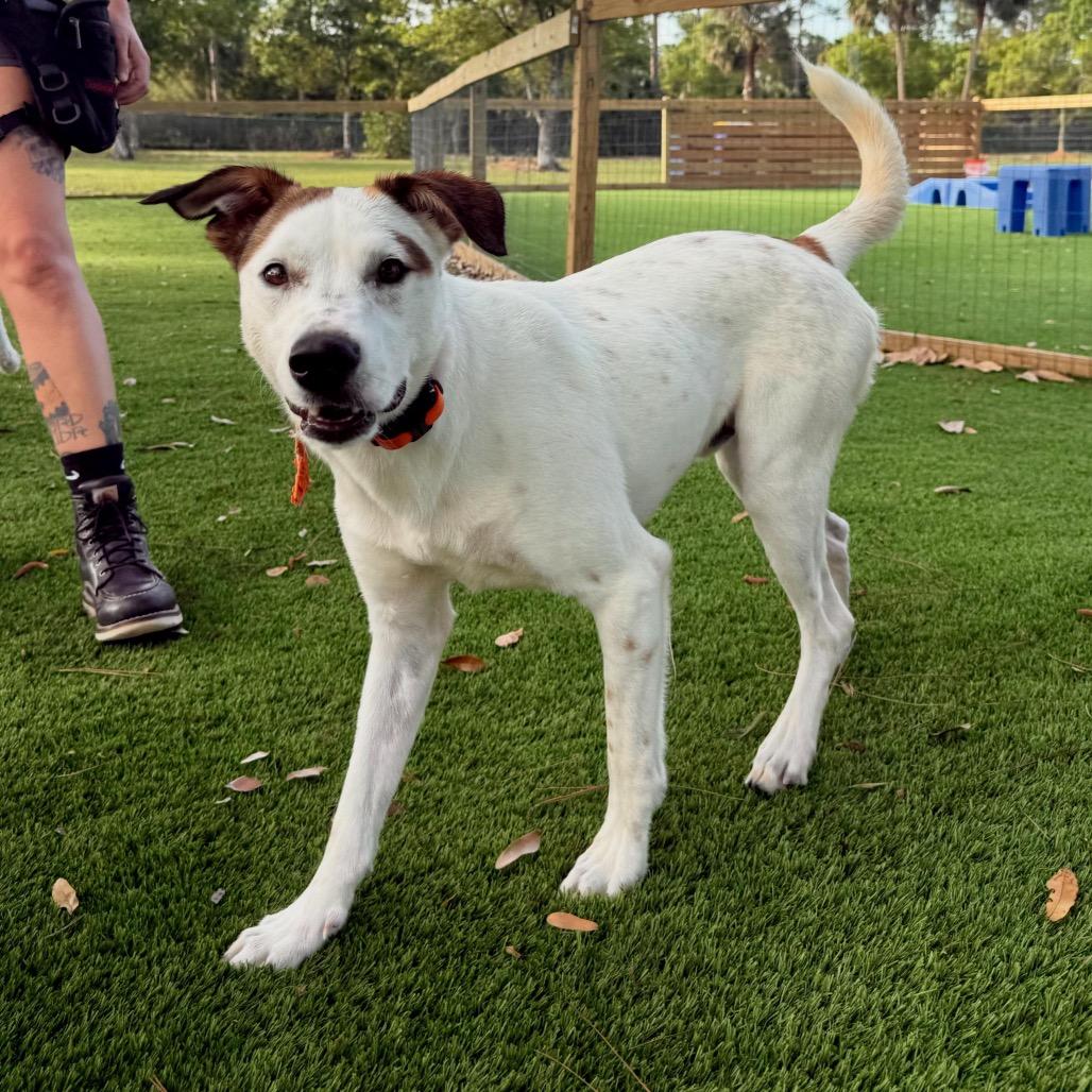 Enlarge Toby, a Adoptable mixed breed in Juno Beach, FL image 1/5